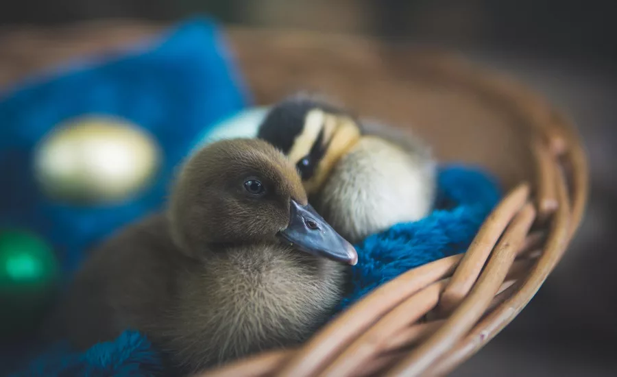 duck eggs generic