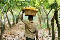 Rainforest Alliance releases 2024 report