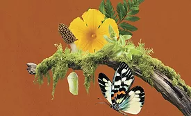 Sensient introduces portfolio of natural flavor compounds