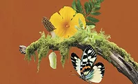Sensient introduces portfolio of natural flavor compounds Sensient introduces portfolio of natural flavor compounds