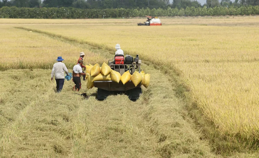 Beneo partners on sustainable rice initiative in Vietnam