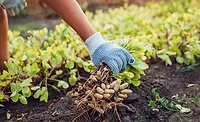 Mars invests $5M in Protect the Peanut Plan Mars invests $5M in Protect the Peanut Plan
