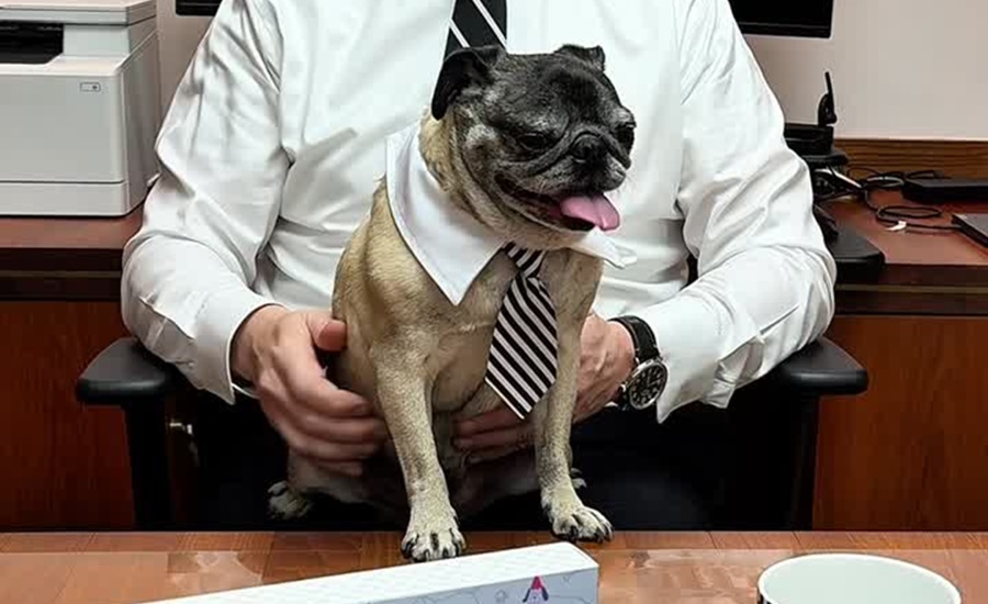 Happy pug dog sitting on human's lap at desk