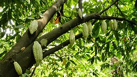cocoa pods hanging from tree