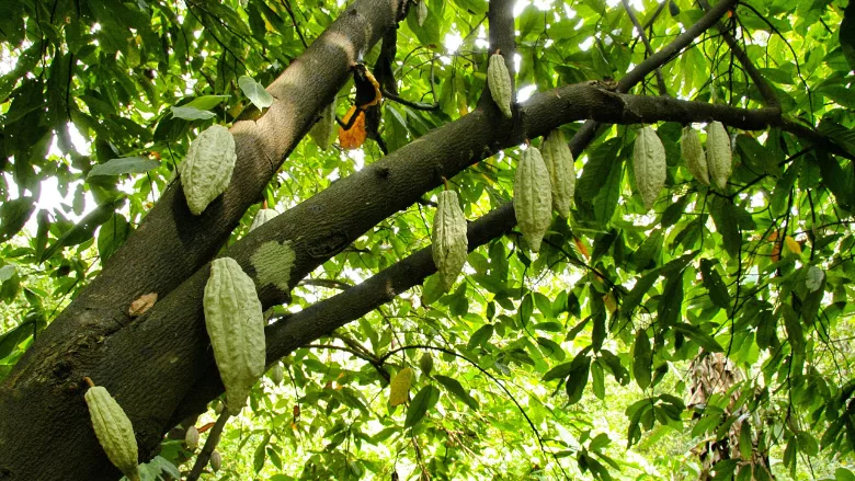cocoa pods hanging from tree