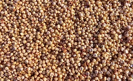 sorghum