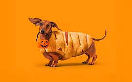 Daschsund dressed up like a pig in a blanket appetizer
