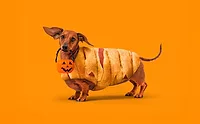 Daschsund dressed up like a pig in a blanket appetizer