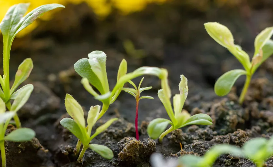crops sprouting
