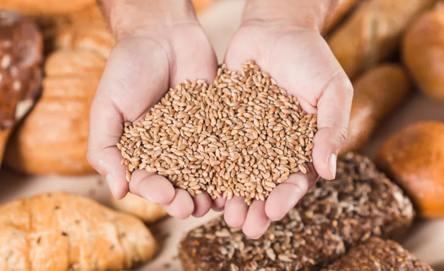 wheat grains and baked bread