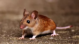 mouse