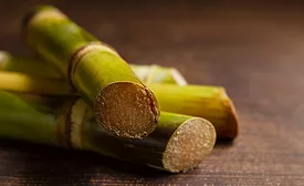 sugarcane
