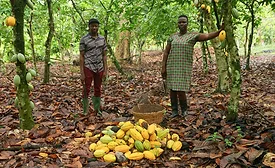  Fairtrade West Africa program supports changing cocoa landscape