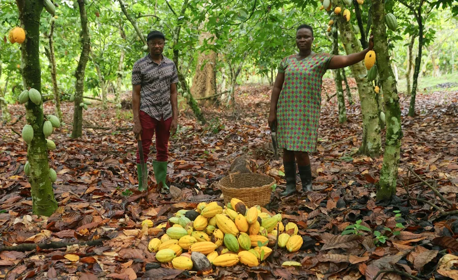  Fairtrade West Africa program supports changing cocoa landscape