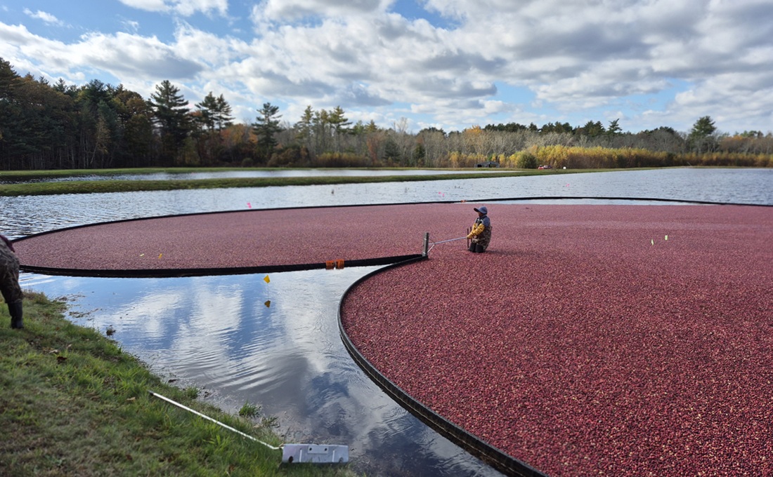 Long-distance shot of crew harvesting cranberries in a bog