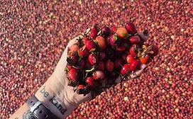 Hand holding cranberries over a bog