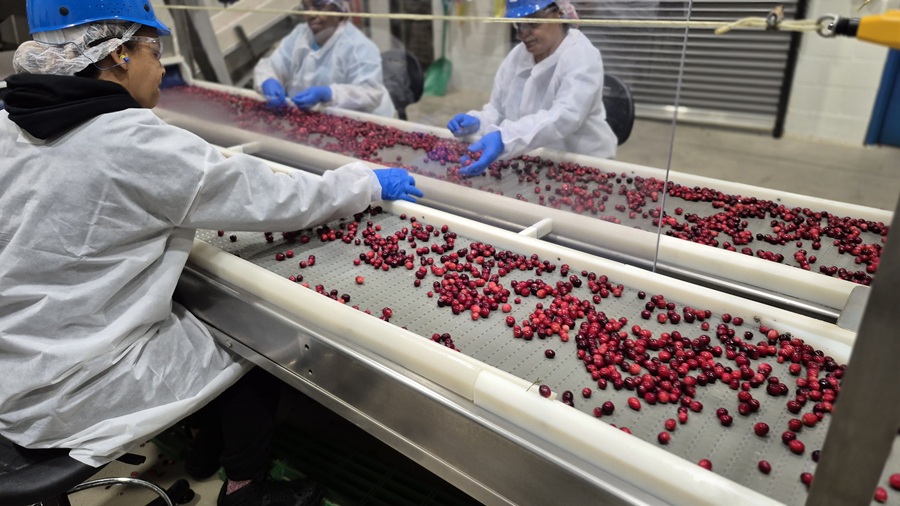 Workers sorting cranberries on conveyor