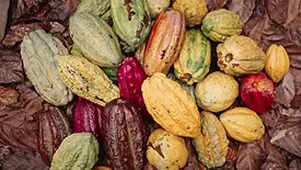 Nestlé, research partners map cocoa diversity