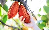  Global cocoa leaders to convene for WCF Partnership Meeting 2026