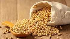 soybeans