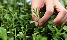 ADM unveils expanded stevia portfolio, new insights