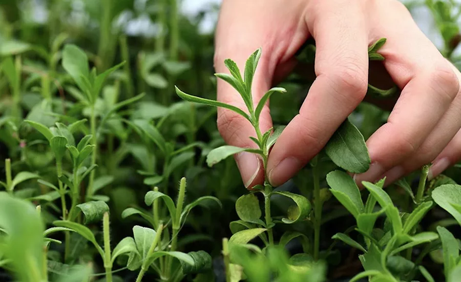 ADM unveils expanded stevia portfolio, new insights