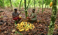 Cocoa farmers