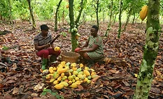 Cocoa farmers Cocoa farmers