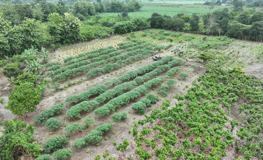 Mars and ofi Announce Strategic Collaboration to Accelerate Net Zero Cocoa in Ecuador