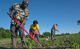 Three African farmers working their field