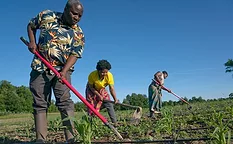 Three African farmers working their field