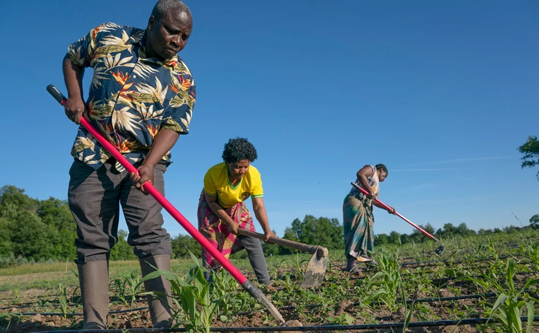 Three African farmers working their field