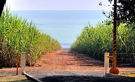 Regenerative sugar farming represents the future: Global Organics