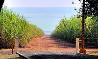 Regenerative sugar farming represents the future: Global Organics