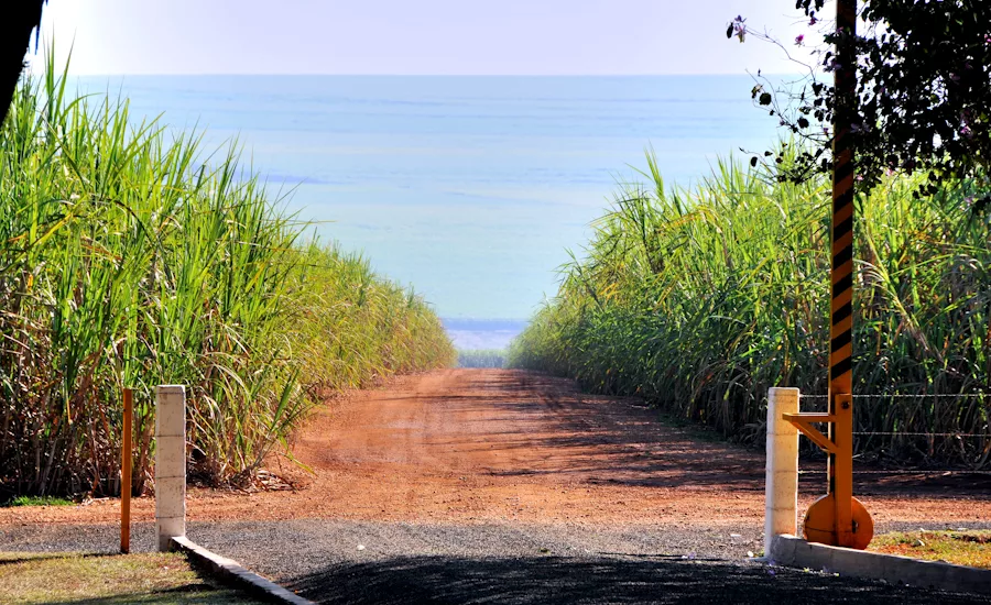 Regenerative sugar farming represents the future: Global Organics