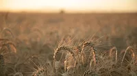 Wheat field Wheat field