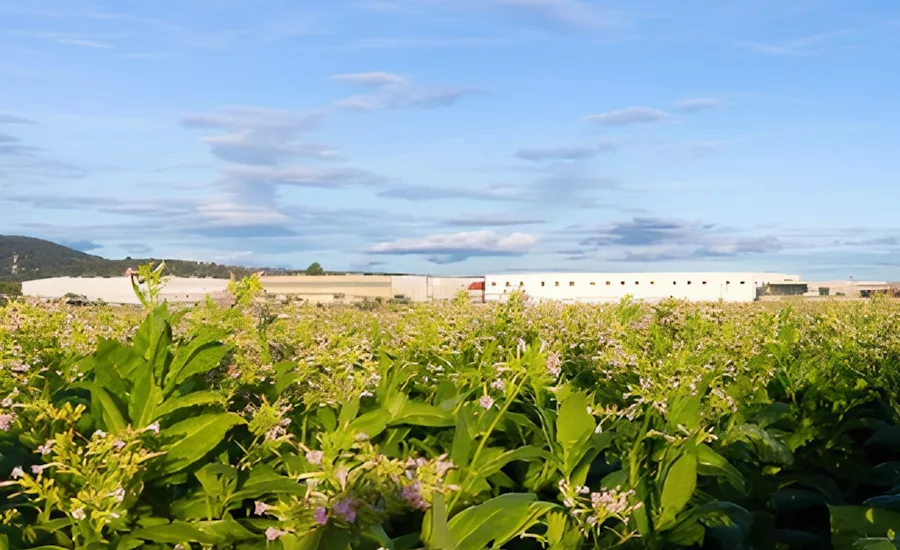 Nambawan Spain debuts protein-based sweetener
