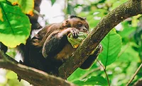 monkey with cacaofruit cocoa monkey with cacaofruit cocoa