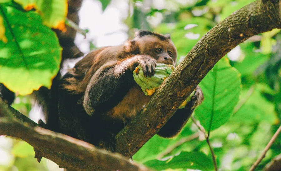 monkey with cacaofruit cocoa