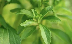 Mane snags global license to produce ViaLef Reb M