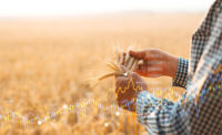 Addressing rising wheat and gluten prices