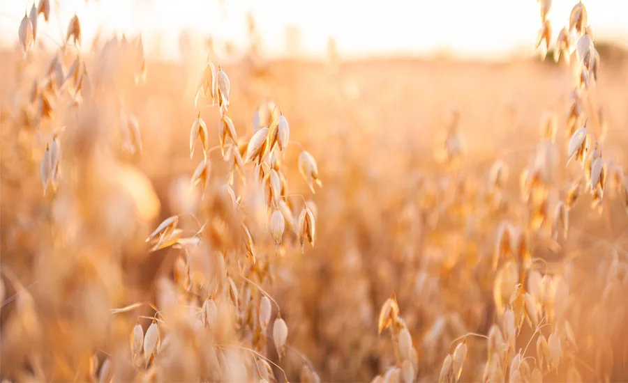 Better-for-you, plant-based innovations