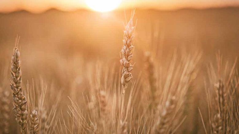 Addressing global wheat supply-chain challenges