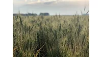 Supplier perspectives: Addressing the grain supply chain Supplier perspectives: Addressing the grain supply chain