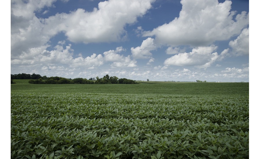 New Non-GMO, High Oleic Soybean Variety to be Grown in Illinois