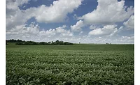 New Non-GMO, High Oleic Soybean Variety to be Grown in Illinois New Non-GMO, High Oleic Soybean Variety to be Grown in Illinois
