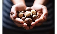 World Macadamia Organisation launches in Singapore World Macadamia Organisation launches in Singapore