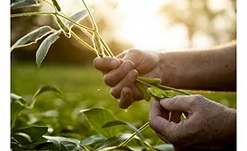 United Soybean Board: 'Regenerative ag not a one-size-fits-all approach'