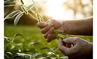 United Soybean Board: 'Regenerative ag not a one-size-fits-all approach'
