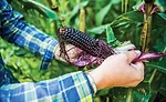 Whole and ancient grains bring nutrition and functionality to snacks and baked goods
